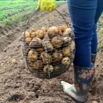 se-cultivan-mejor-con-patatas-para-obtener-un-mayor-rendimiento.webp.webp