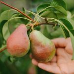 Cómo podar correctamente un peral para obtener una gran cosecha: