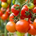 donde-crecieron-los-tomates-no-se-pueden-plantar-7-cultivos.webp.webp