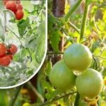 Doscientos gramos y están maduros: una horticultora comparte el método