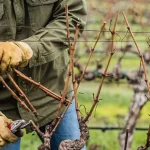 los-jardineros-sabios-ya-empiezan-a-podar-las-uvas-se.webp.webp