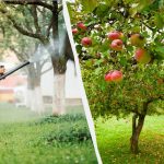 Los pulgones no volverán a tocar los manzanos: una eficaz