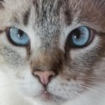 Por qué los gatos tienen miedo al agua: evolución, pelaje y pérdida de control por-que-los-gatos-tienen-miedo-al-agua-evolucion-pelaje.jpg