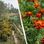 Por qué los jardineros sabios plantan terciopelos en el huerto: