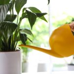 Un lirio pacífico dejará de amarillear y revivirá en pocas