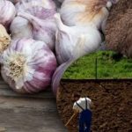 Al ajo de invierno no le gusta: jardinero descubrió el