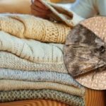 Cómo eliminar las polillas de los armarios: una sola planta