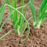 cuando-sembrar-cebollino-como-cultivar-cebollas-a-partir-de-semillas.webp.webp