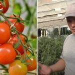 Por qué los tomates se "atascan" en el crecimiento: razones